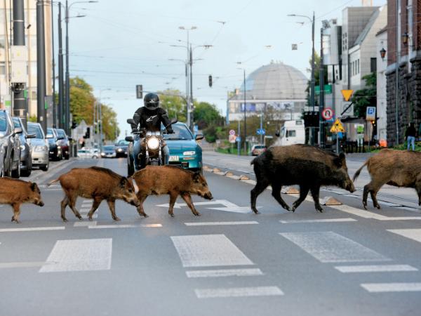 Aleja Piłsudskiego w Olsztynie