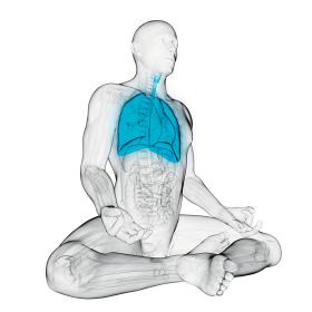 W porównaniu z pracą serca, którą słychać po przyłożeniu ucha do piersi, płuca napełniają się powietrzem cicho.