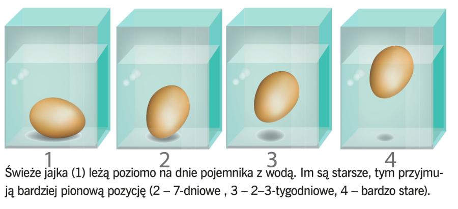 Świeże jajka (1) leżą poziomo na dnie pojemnika z wodą. Im są starsze, tym przyjmują bardziej pionową pozycję (2 – 7-dniowe , 3 – 2–3-tygodniowe, 4 – bardzo stare).