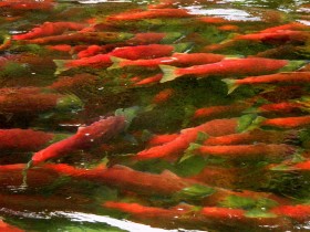 Łososie kanadyjskie z Pacyfiku. Wiele z nich umiera nim wpłyną do rzeki na tarło. Porównano ich DNA z materiałem genetycznym tych łososi, którym udało sie przebyć trudną drogę w górę rzeki. Te słabsze cierpią na metaboliczno- immunologiczny stres.