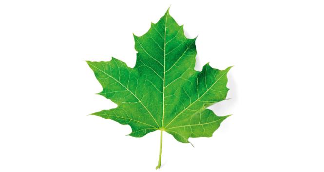 Dla drzew kluczowa jest woda, czyli zarówno opady, jak i wilgotność powietrza.