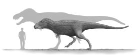 Wymiary dorosłego i młodego Torbosaurusa w porównaniu do człowieka