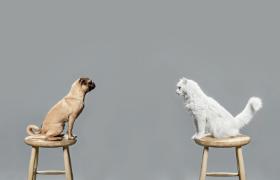 „Kot lubi większy spokój, a pies więcej akcji i współpracy”.