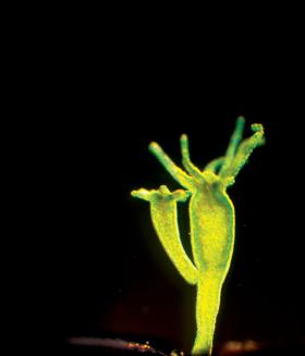 Stułbie z gatunku Hydra oligactis tracą wieczną młodość, gdy przechodzą z rozmnażania bezpłciowego na płciowe.