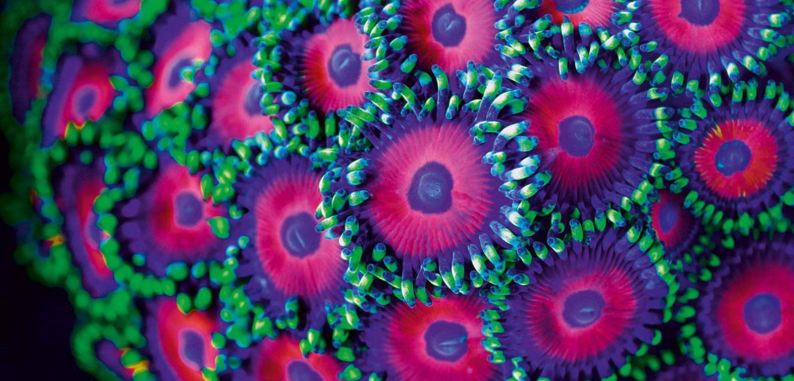 Koralowce ­zachwycają ­paletą kolorów i kształtów. Na zdjęciu przedstawiciel rodziny Zoanthus.