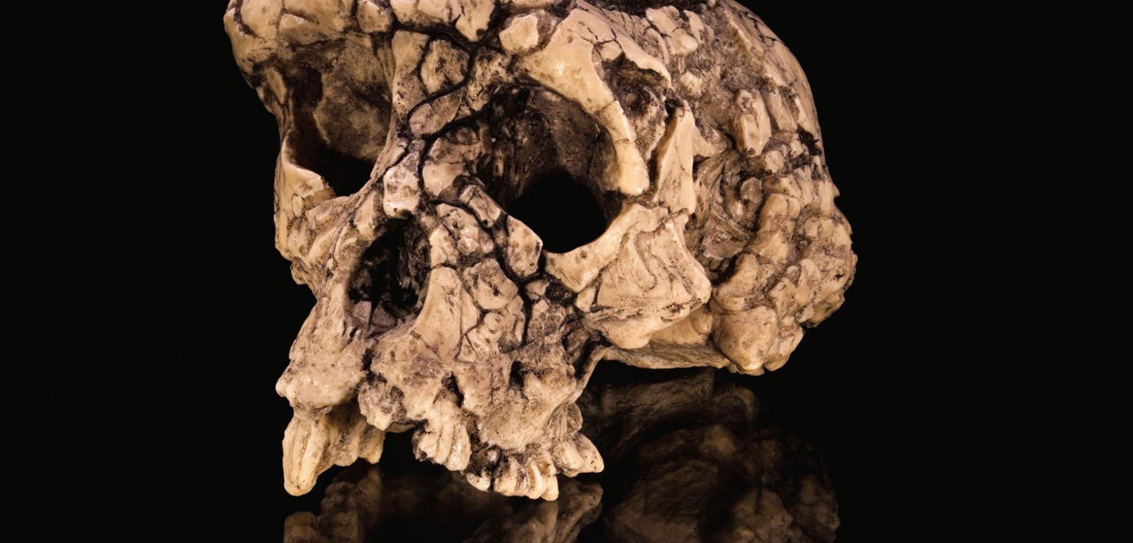 Czaszka i kości kończyn należące do liczącego 7 mln lat hominina z gatunku Sahelanthropus tchadensis.