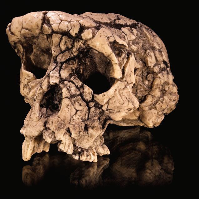 Czaszka i kości kończyn należące do liczącego 7 mln lat hominina z gatunku Sahelanthropus tchadensis.