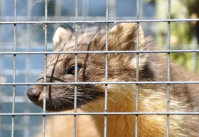 Do łapania kun bardzo często używane są specjalne klatki. Nie robią zwierzakowi krzywdy, ale umożliwiają jego złapanie i transport w inne miejsce.