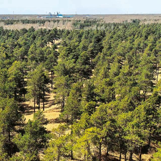 Lasy sosnowe zasadzone w pobliżu miasta Horqin w ramach projektu Wielki Zielony Mur.