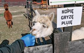 Zoo w Wojciechowie. Ośrodek został pozbawiony zarobku w związku z przymusowym zamknięciem na czas pandemii i apeluje o pomoc dla ponad 150 zwierząt.