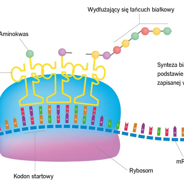Synteza białka na podstawie informacji zapisanej w mRNA.