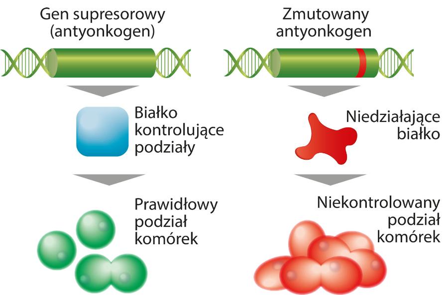 Mutacja onkogenu prowadzi do niekontrolowanego namnażania się komórek.