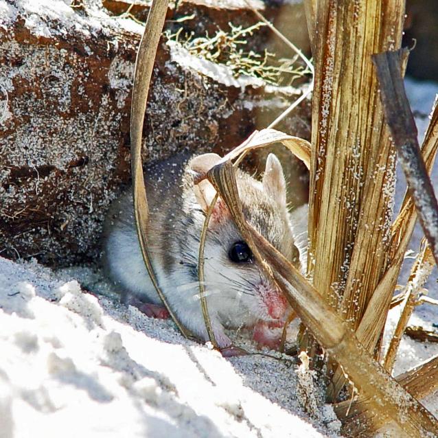 Peromyscus polionotus
