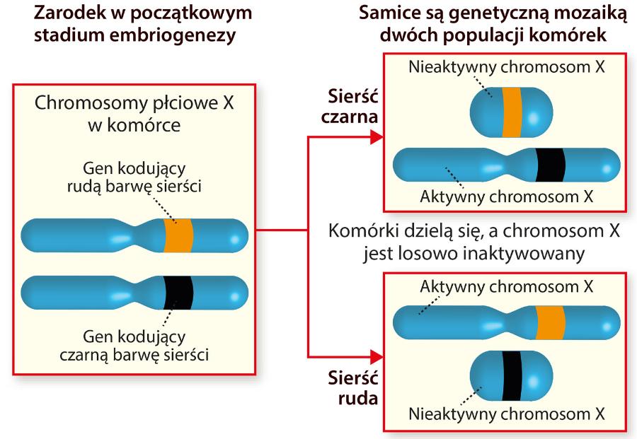 Losowa inakty­wacja chromosomu X odpowiada za szylkretowe ubarwienie kotek.
