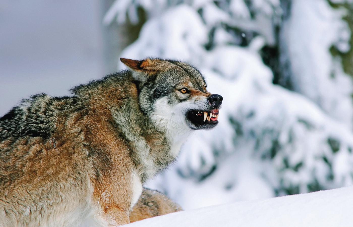 Dekret Jegora Borysowa ma sprawić, że z populacji 3,5 tys. wilków ma pozostać tylko 500 sztuk.