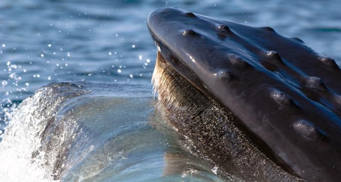 Pulsar - wyjątkowy portal naukowy.