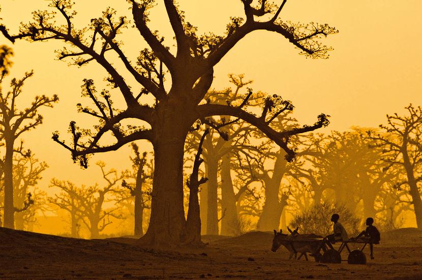 Baobaby tak znakomicie dostosowały się do trudnego afrykańskiego klimatu, że niektóre okazy przetrwały do naszych czasów, chociaż były na świecie na długo przed narodzinami Jezusa.