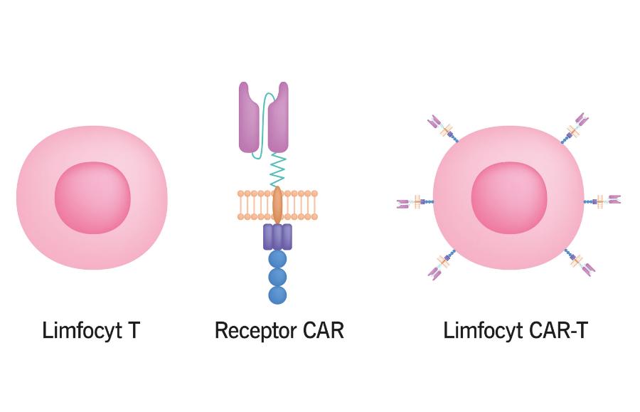 Dzięki receptorowi CAR limfocyty rozpoznają i niszczą wybrane rodzaje komórek.