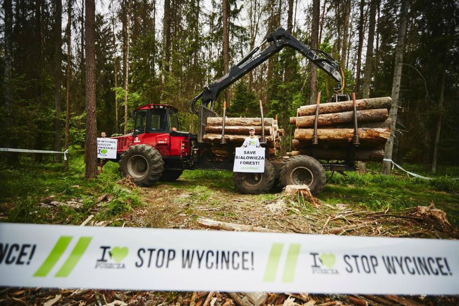 Greenpeace i Fundacja Dzika Polska ogłosiły rozpoczęcie akcji biernego oporu ws. wycinki drzew w Puszczy Białowieskiej.