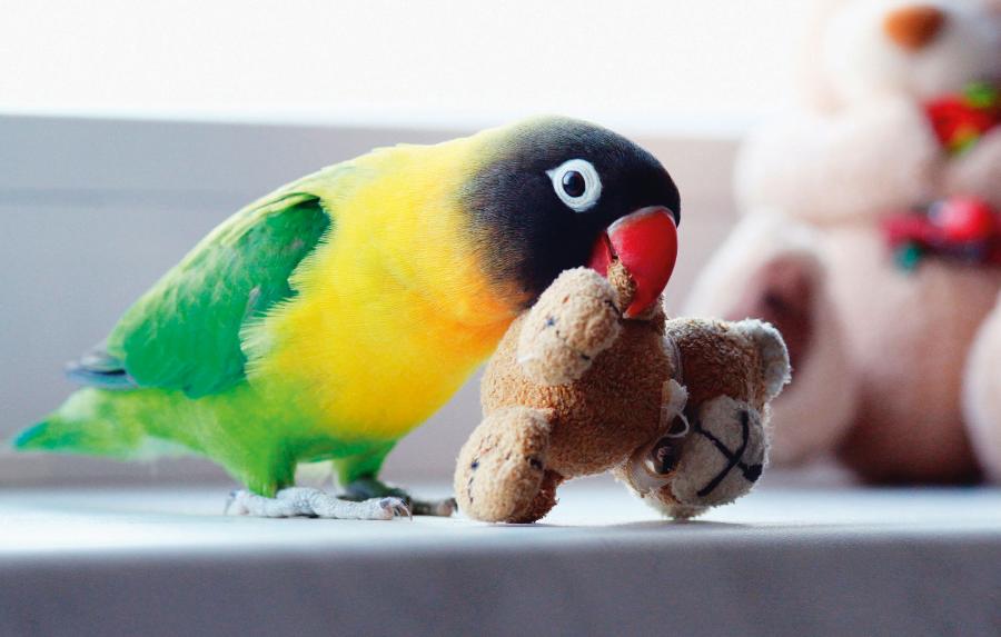 Papugi nie znoszą nudy i wykazują niespożytą chęć do zabaw.