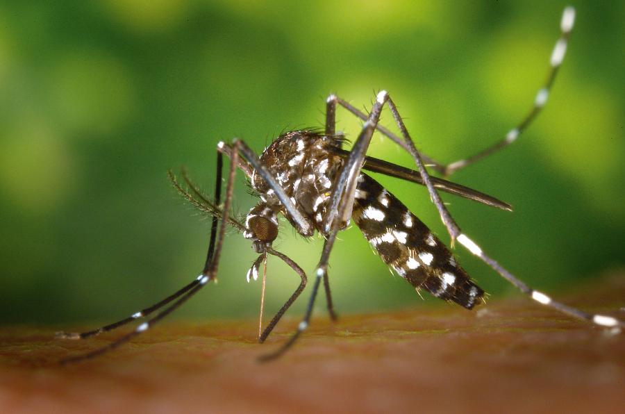 Larwa komara z rodzaju Culex otoczona nitką odchodów.