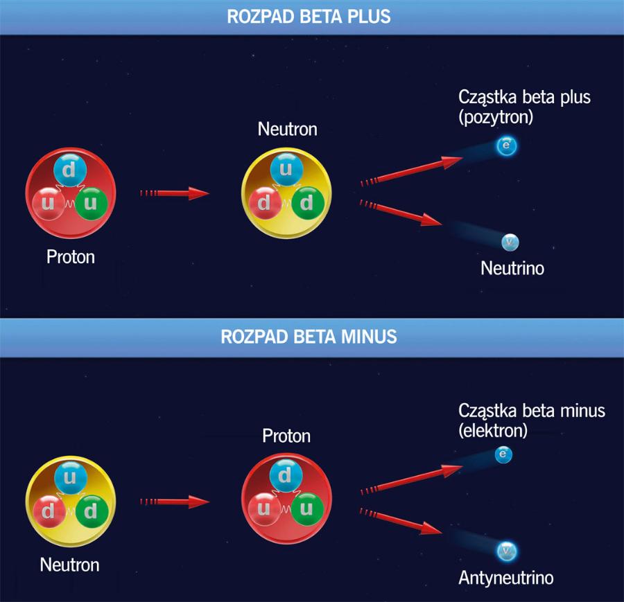 Rozpad beta plus prowadzi do przekształcenia protonu w neutron, a beta minus – do przekształcenia neutronu w proton. U i d to kwarki budujące protony i neutrony.