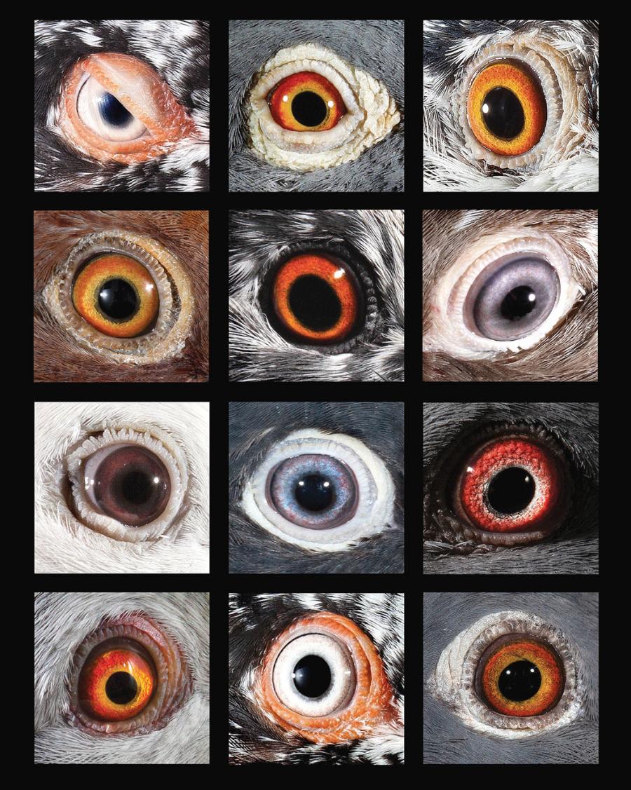 Budowa gołębich oczu jest jednym z elementów ocenianych na wystawach.