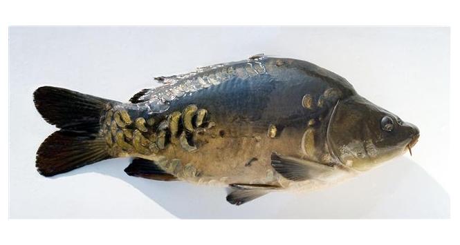 Karp świąteczny - zanim stał się potrawą.