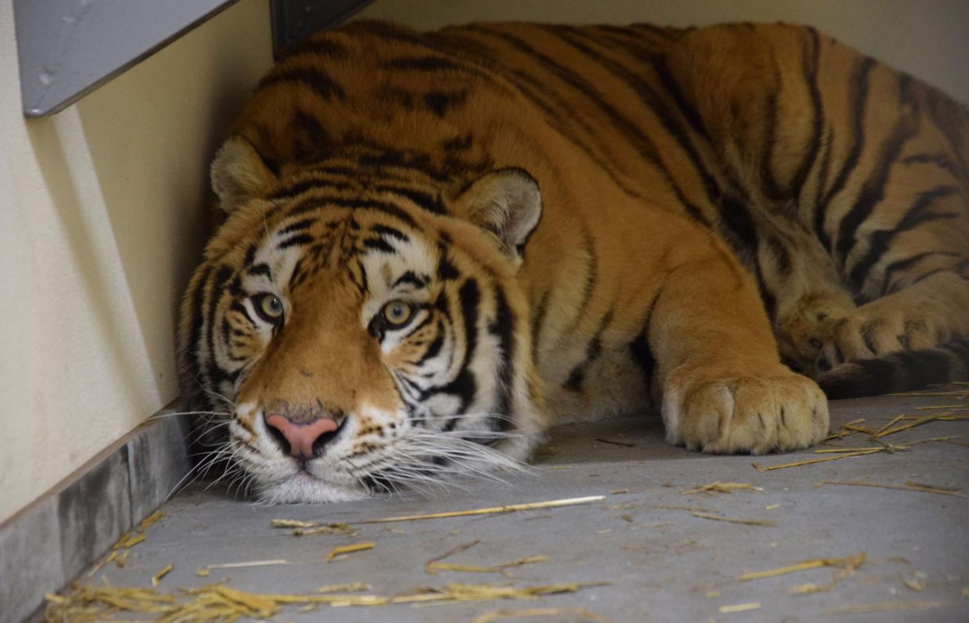 Tygrysy uratowano dzięki pospolitemu ruszeniu i zaangażowaniu ogrodu zoologicznego w Poznaniu.