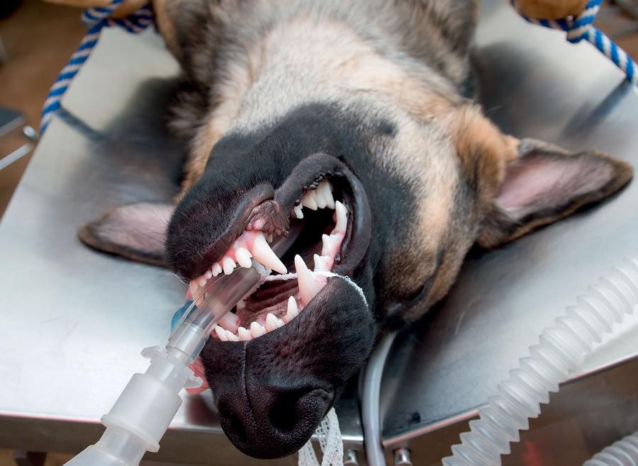 Wprowadzenie psa w stan znieczulenia ogólnego (narkozy) jest konieczne do wykonania operacji chirurgicznych i zabiegów lekarsko-weterynaryjnych.