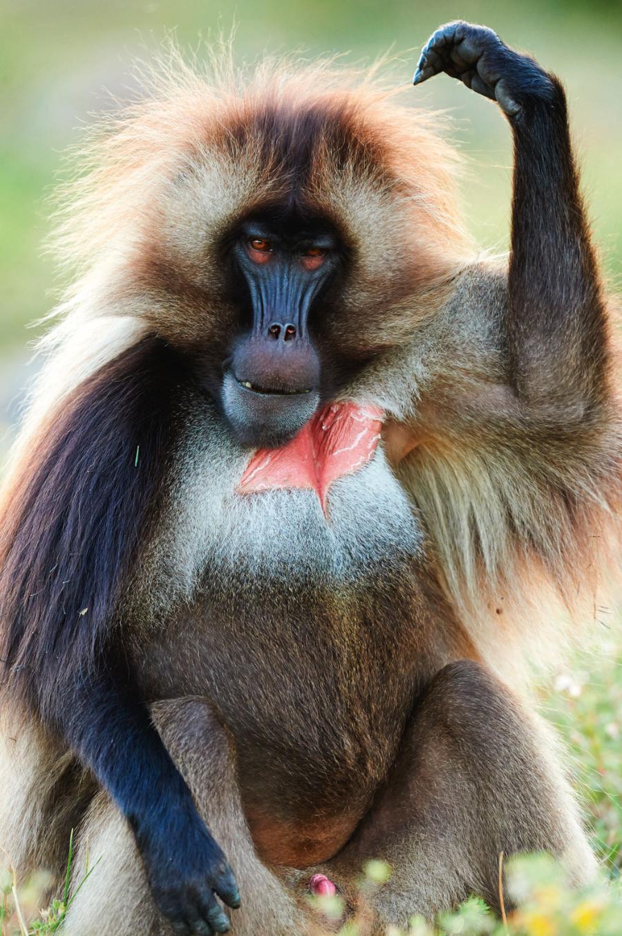 Samce charakteryzuje ­spora grzywa oraz czerwona pierś. W związku z tym w niektórych językach dżelady nazywane są małpami z krwawiącym sercem.