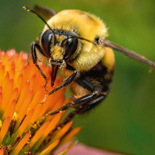Trzmiele Bombus impatiens mogą przetrwać pod wodą nawet tydzień.