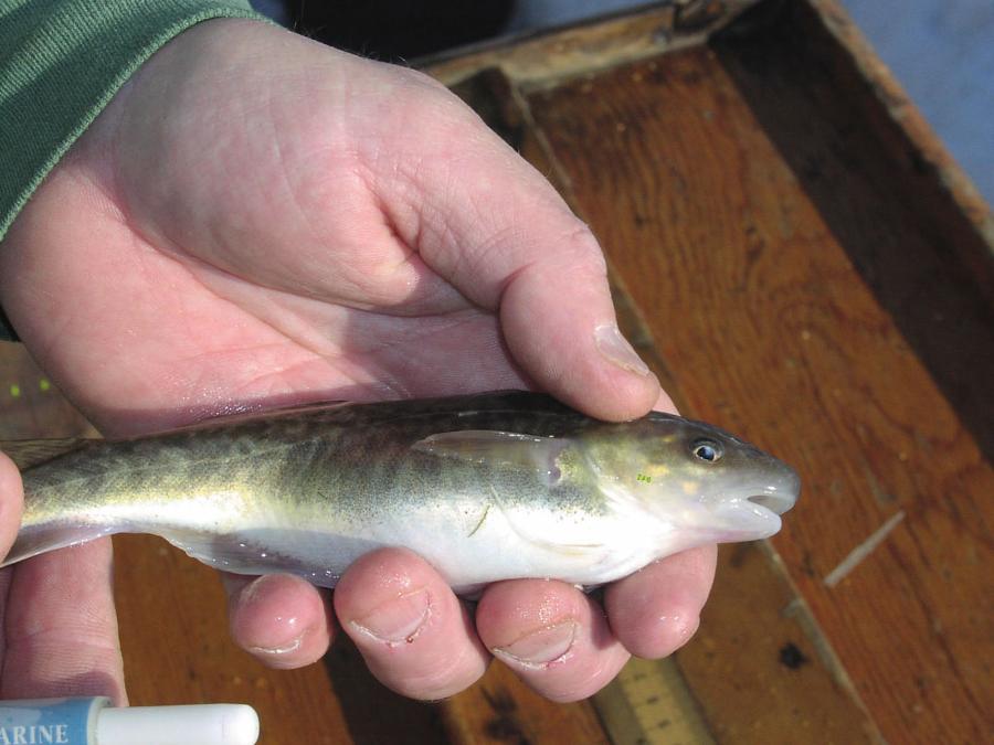 Ryby z gatunku Microgadus tomcod, pływające w wodach rzeki Hudson, są odporne na rakotwórcze działanie toksyn.