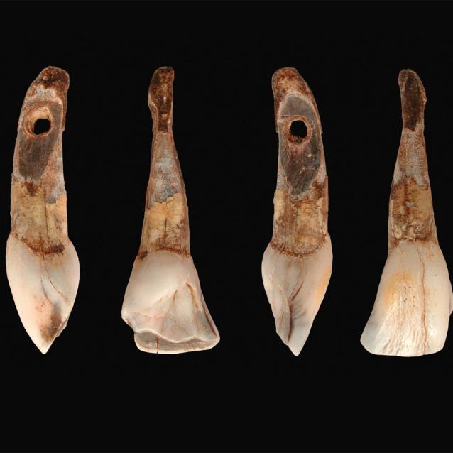 Obcięte palce, zęby, kamienne wenuski. Co nam zostało po polskich hominidach