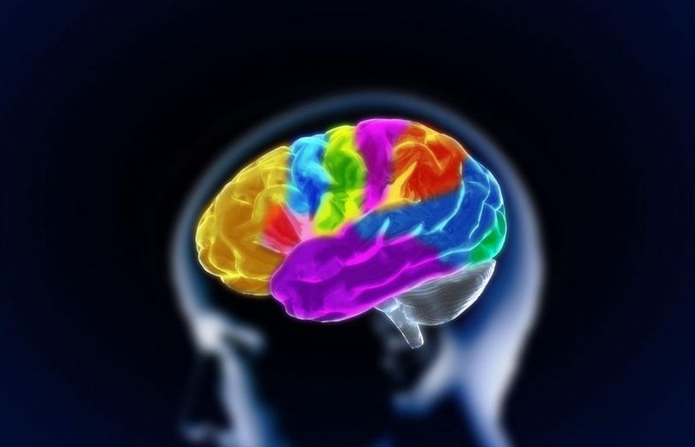 Cała informacja, jaką przechowuje nasz mózg, zawarta jest w połączeniach między neuronami.