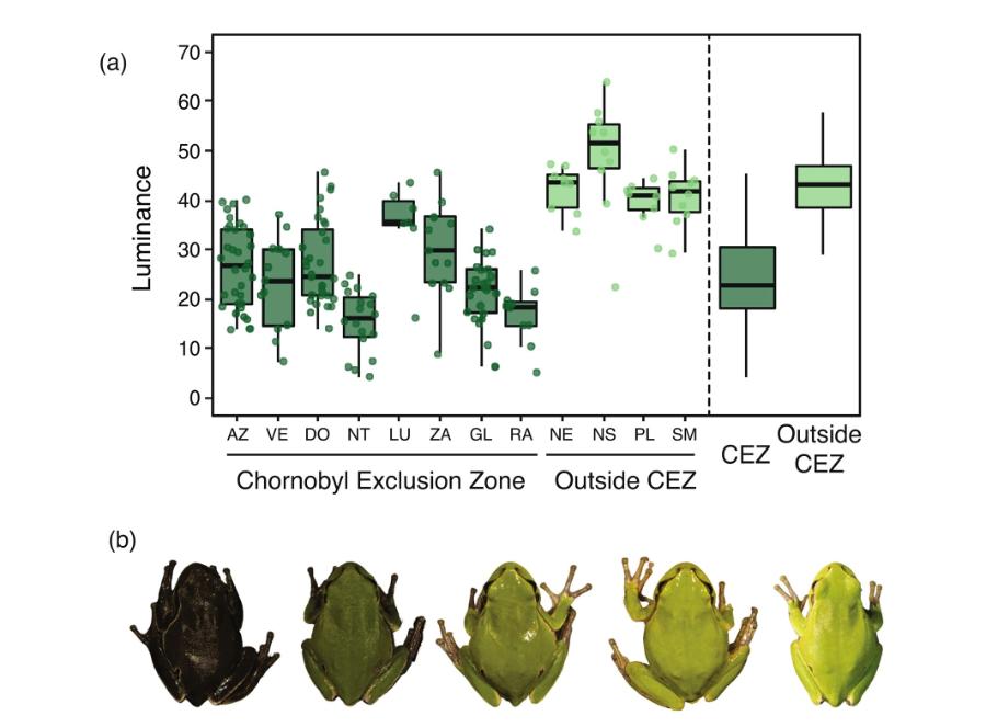 Populacja czarnych i zielonych żab na terenie skażonym radioaktywnie i nieskażonym.