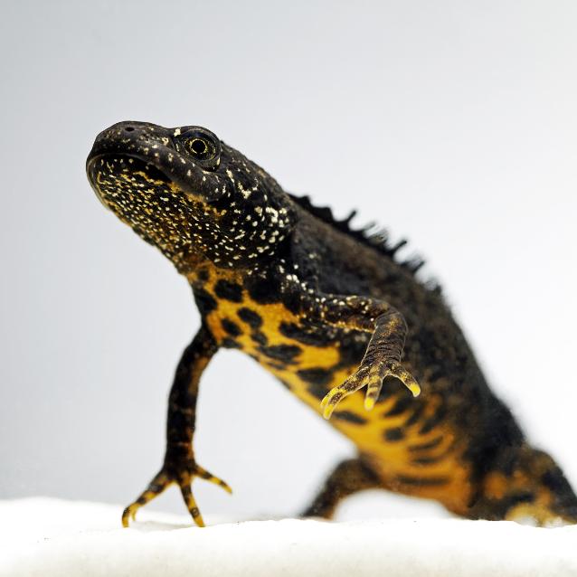 Traszka grzebieniasta (Triturus cristatus)