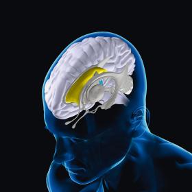 Zainteresowanie naukowców wzbudza m.in. podwzgórze (zaznaczone na niebiesko) odpowiedzialne za wiele funkcji związanych z płcią.