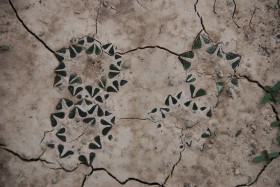 Ariocarpus. Nie posiada cierni. Jego aksille (zagłebienia wytworzone przez kilka brodawek) nachodzą na siebie i przypominają wyglądem liście.