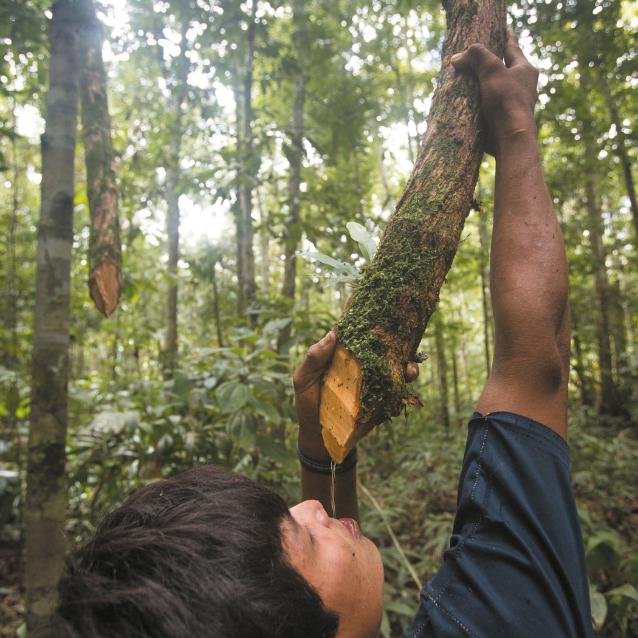 Nastolatek z ludu Tsimane pije wodę z liany w boliwijskiej Amazonii.