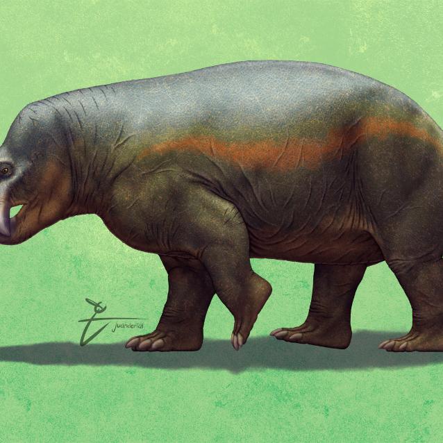Lisowicia bojani - wizualizacja.