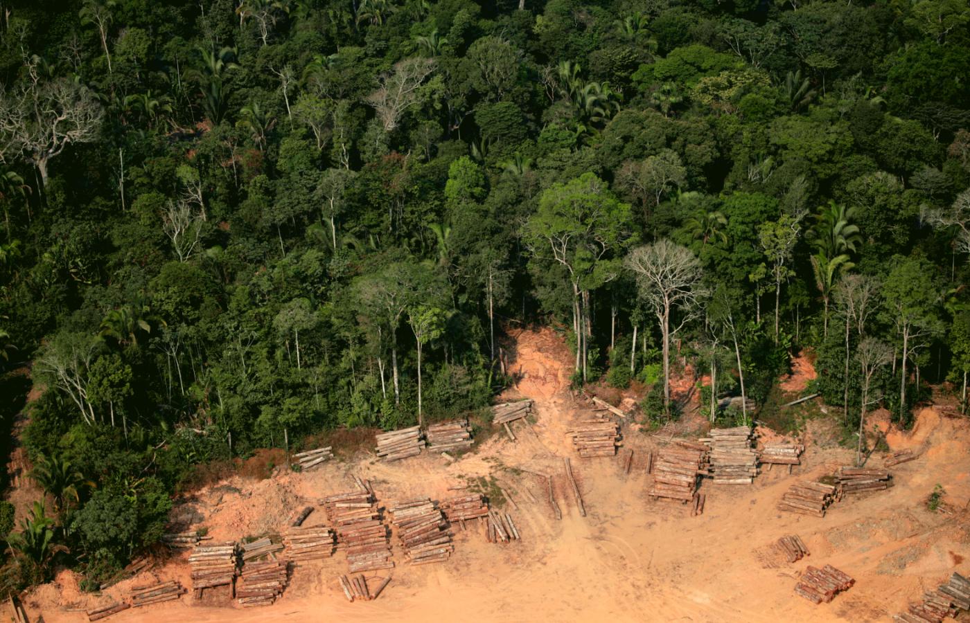 Nielegalna wycinka lasów deszczowych w Amazonii