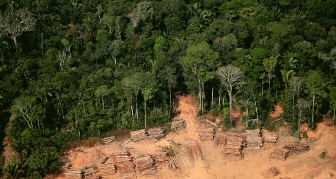 Nielegalna wycinka lasów deszczowych w Amazonii