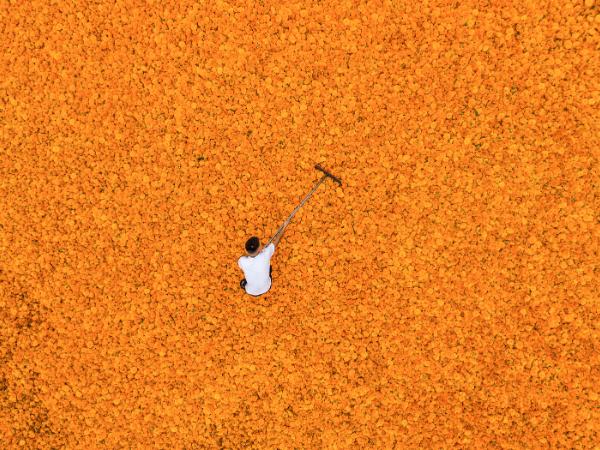 Barwny dywan złożony z kwiatów aksamitki.