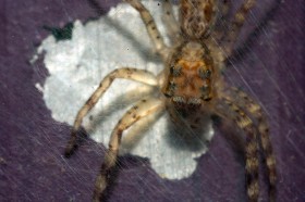 Ten mały skakun to samotny myśliwy. Upodobał sobie fioletową skrzynkę na narzędzia.