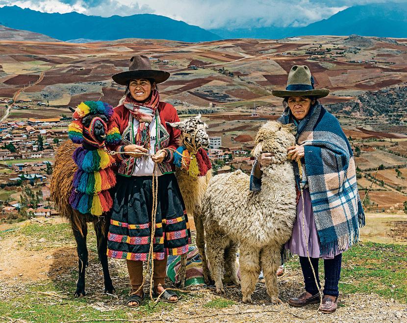 Jak zapewniają miejscowi, lama (z lewej) nie pluje na ludzi. Alpaka (z prawej) – i owszem. Nie tylko w Cuzco.