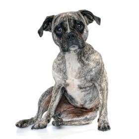 Do niedawna na portalach ukazywało się dziennie nawet 100 tys. ogłoszeń o sprzedaży szczeniąt.