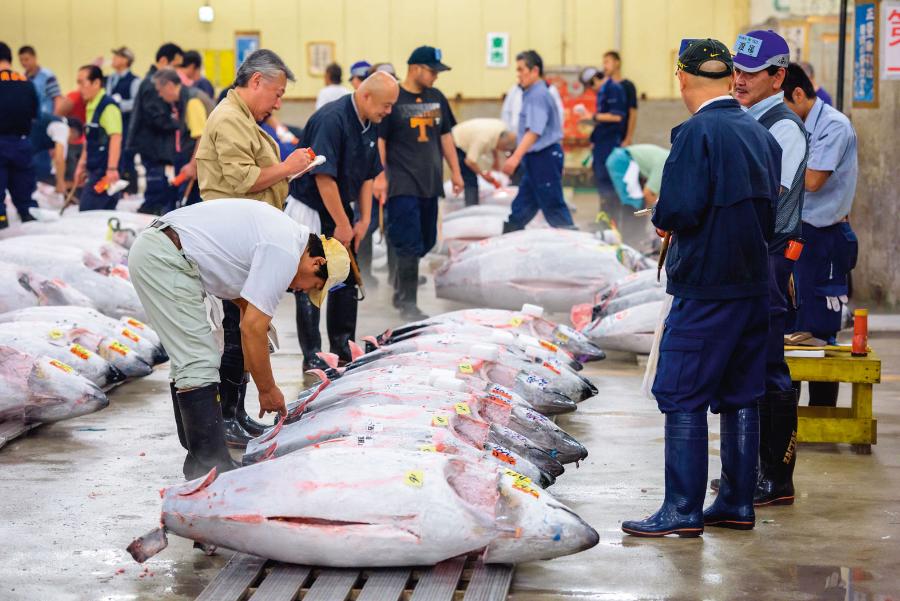 Inspektorzy sprawdzają jakość tuńczyka na największym na świecie targu rybnym Tsukiji.