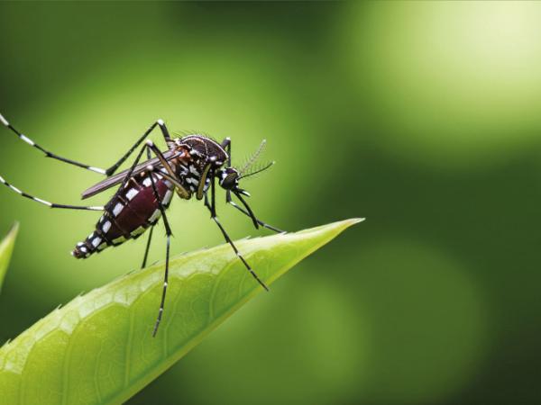 Komary z rodzajów Aedes, Anopheles i Culex są przypuszczalnie odpowiedzialne za więcej ludzkich zgonów niż cokolwiek innego w historii Homo sapiens.