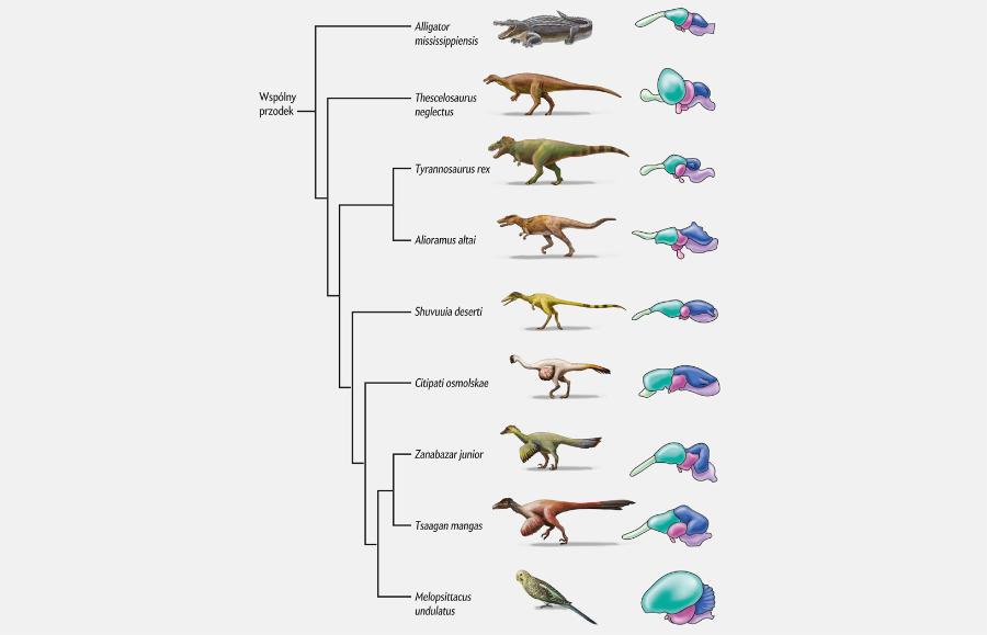 Ewoluujące mózgi
Naukowcy za pomocą odlewów wnętrz czaszek badają, jak w wyniku ewolucji mózg zmienia rozmiary i kształt. Na przykład podczas ewolucji ptaków pochodzących od dinozaurów z grupy teropodów powiększały się półkule mózgowe, odpowiadające za funkcje poznawcze, natomiast opuszki węchowe ulegały redukcji. Teropody, których linie rozwojowe wyłoniły się wcześniej, na przykład T. rex, mają relatywnie małe półkule oraz wielkie opuszki węchowe świadczące o olbrzymiej roli zmysłu węchu. Dla wymarłych dinozaurów bliżej powiązanych z ptakami, jak Tsaagan czy Zanabazar, charakterystyczne były proporcjonalnie większe półkule mózgowe i mniejsze opuszki węchowe. Jednakże zarówno T. rex, jak i ptaki miały relatywnie duże ośrodki wzrokowe, co świadczy, że ptaki odziedziczyły dobry wzrok po swoich przodkach teropodach.
